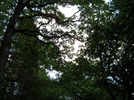 IMG 0050