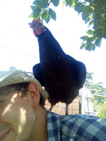 Pouleperchee